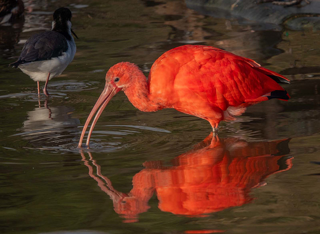 Scarlet ibis