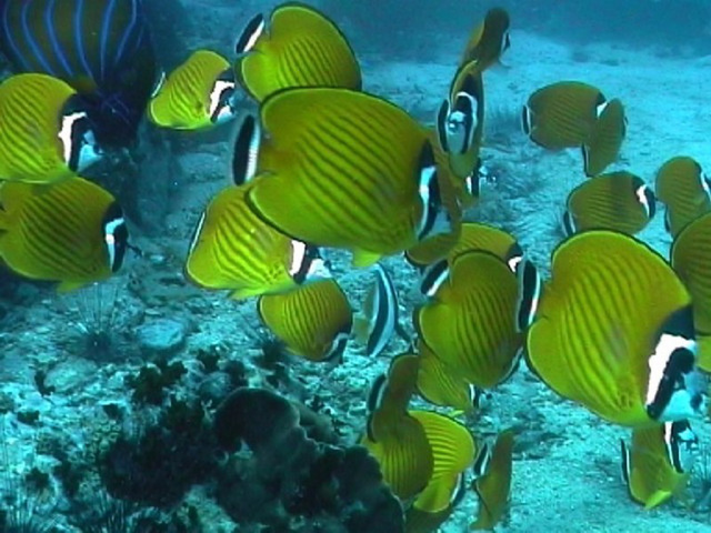 Banc de poissons dans la mer d'Andaman...en plongée de mes neveux !