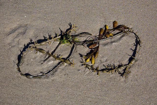 20140912 5240VRAw [NL] Tang, Terschelling