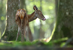 La biche maigre