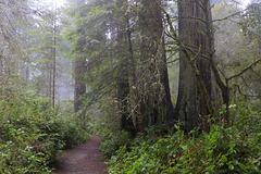 Redwoods National Park