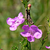 Grasshopper on Agalinis flower