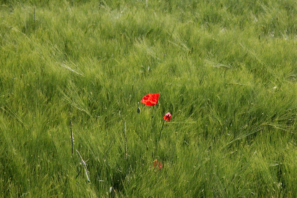 Mohn im Kornfeld