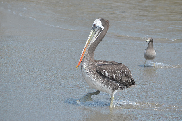 Lima, Playa Agua Dulce, Walking Pelican