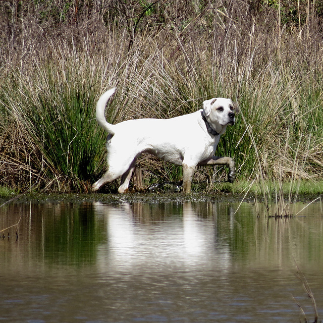 Branco by the pond