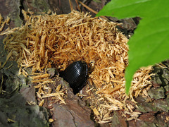 Bess beetle