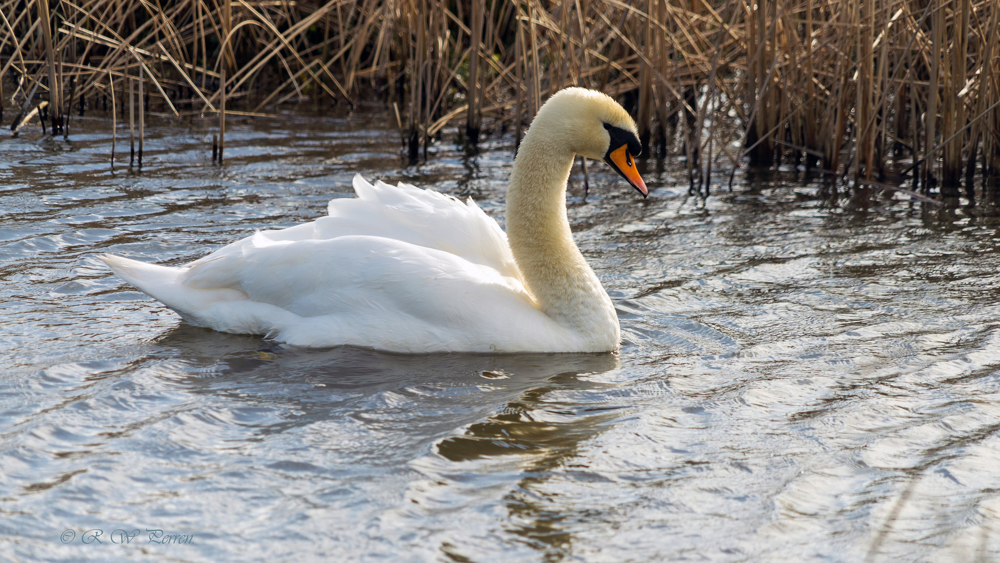 Mute Swan