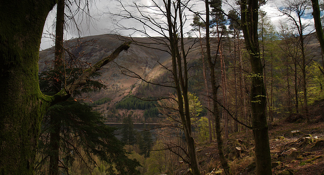 Woods above Dob Gill