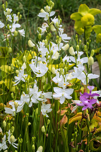 Calopogon tuberosus (Common Grass-pink orchid) and Pitcher Plants in the Bog Garden