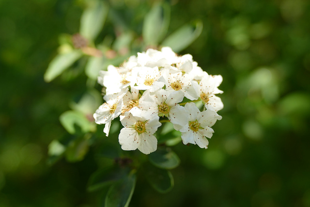 La Reine Blanche.