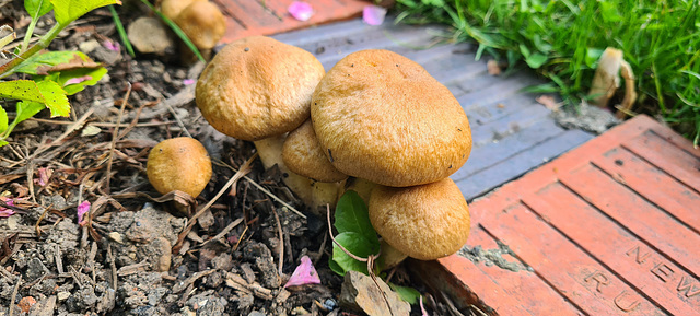 Garden Fungi