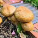 Garden Fungi