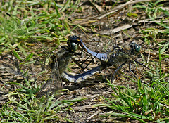 Dans le parc du château de Brissac
