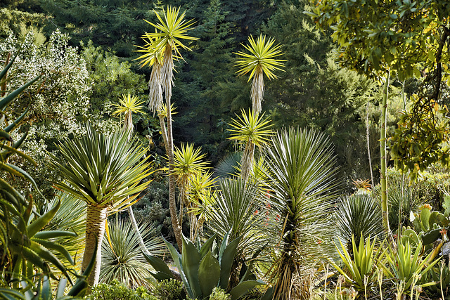 A Bad Hair Day? – San Francisco Botanical Garden, Golden Gate Park, San Francisco, California