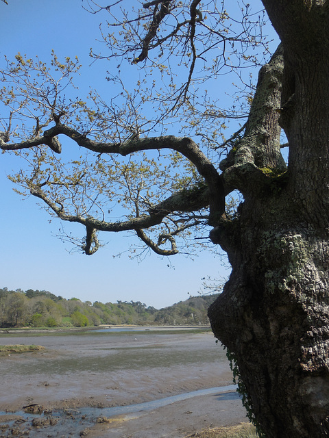 à l'ombre de mon arbre