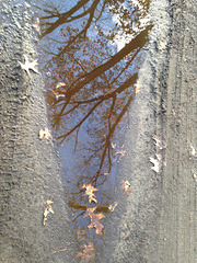 Puddle #1