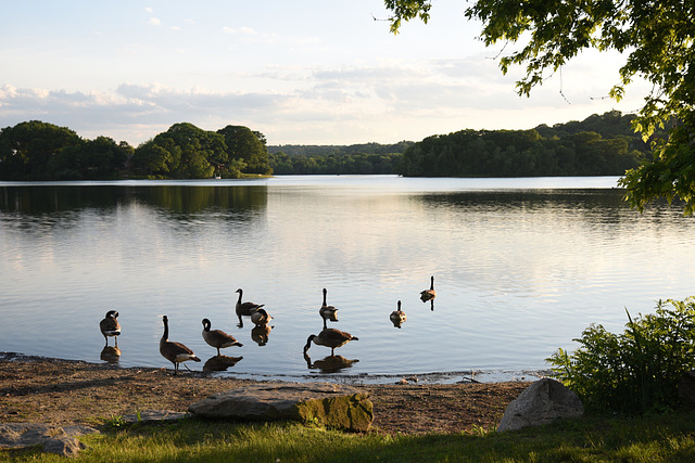 Spy Pond Arlington