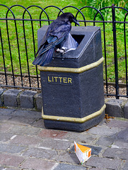 England 2016 – Tower – Raven going through the bin