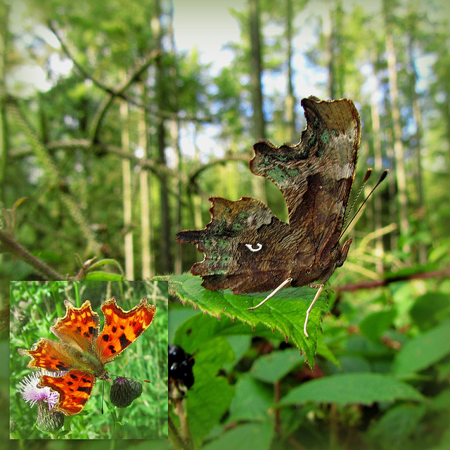 The Comma butterfly showing the camouflaged under-wing