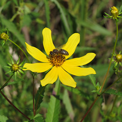 Helianthus giganteus (Giant sunflower)