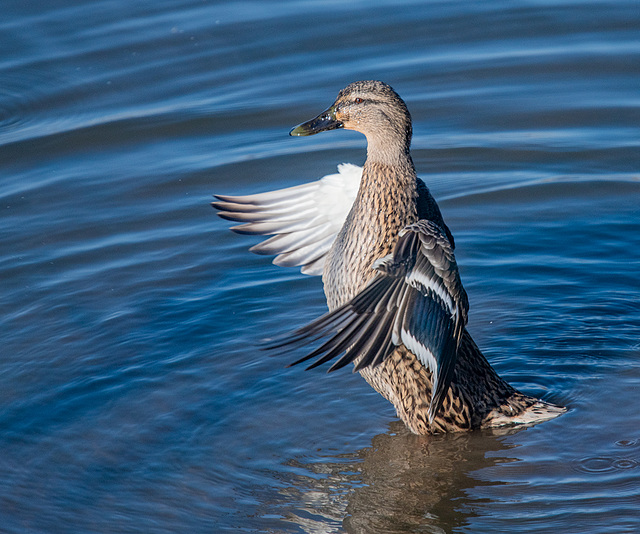 Mallard