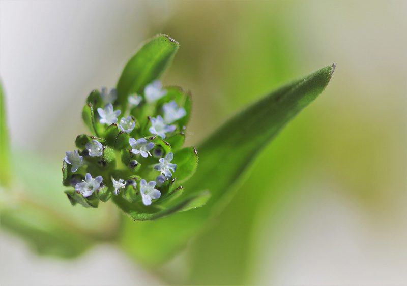 Valerianella