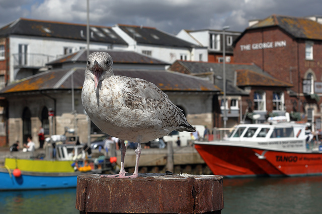 EOS 60D Unknown 15 43 15 19941 LaughingGull dpp