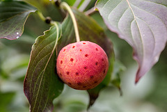 20151013 9396VRMw [D~LIP] Japanischer Hartriegel: Frucht, Bad Salzuflen