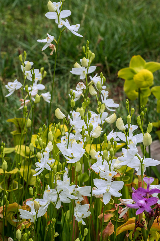 Calopogon tuberosus (Common Grass-pink orchid) and Pitcher Plants in the Bog Garden