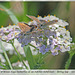 A pair of Brown Argus butterflies on a Achillea Millefolium - Birling Gap - 10 8 2021