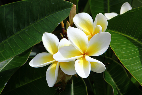 Frangipani