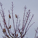 Waxwings