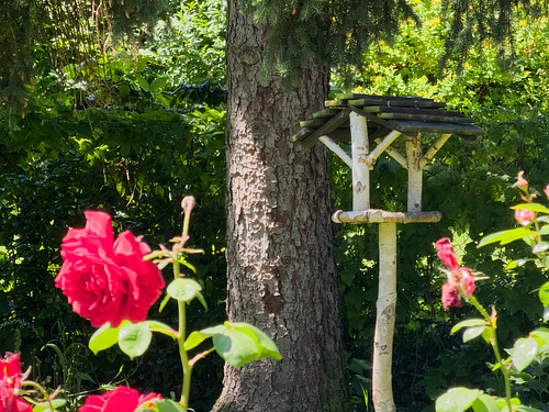 Gartenimpressionen