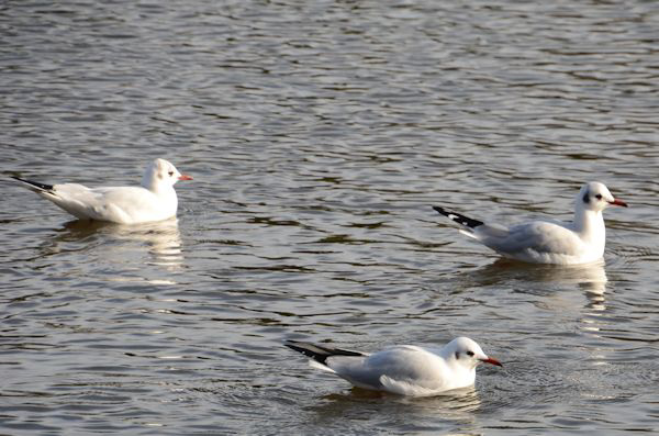 Gulls