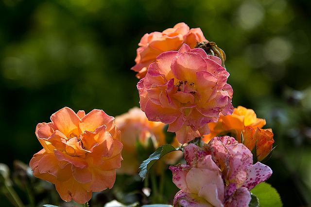 20140801 4442VRAw [D~E] Rose, Gruga-Park, Essen