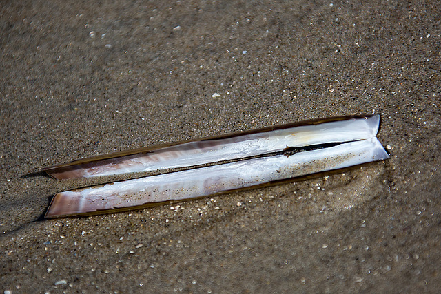 20140912 5239VRAw [NL] Scheidenmuschel (Ensis siliqua), Terschelling