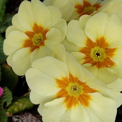 Polyanthus