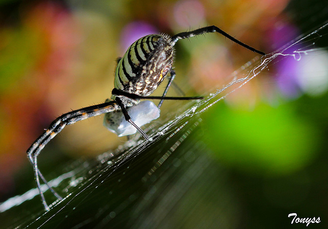 araña