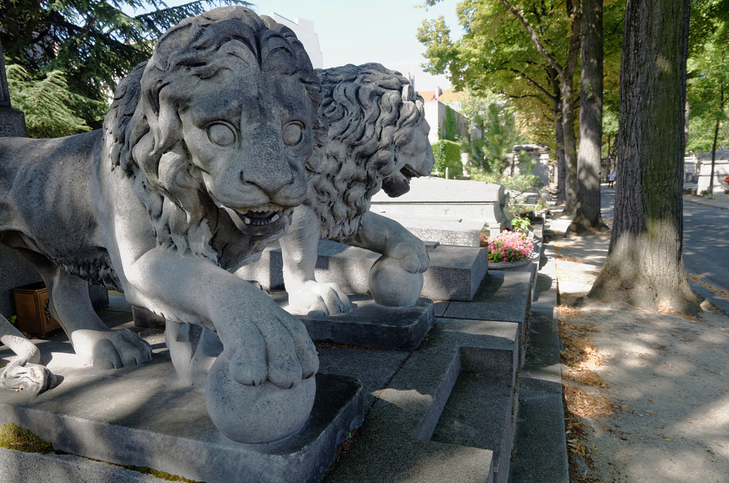 Les lions