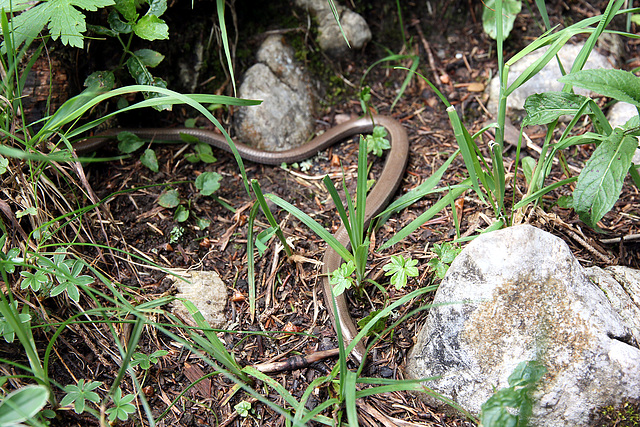 Blindschleiche - Orvet - Slow worm