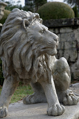 Beau lion (pas méchant)