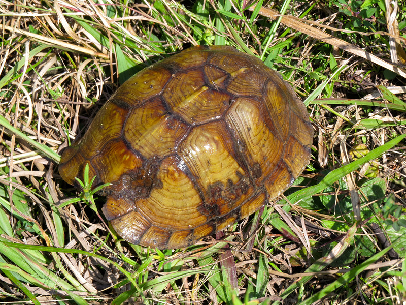 Box turtle