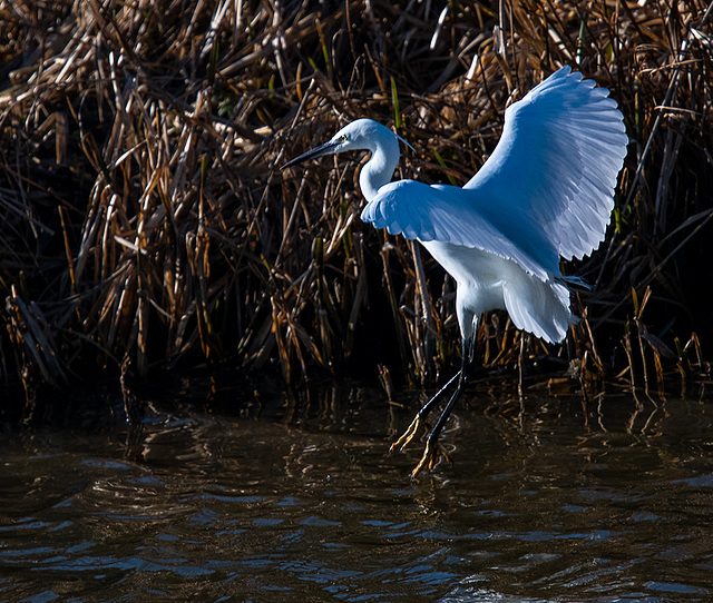 Little egret