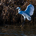 Little egret