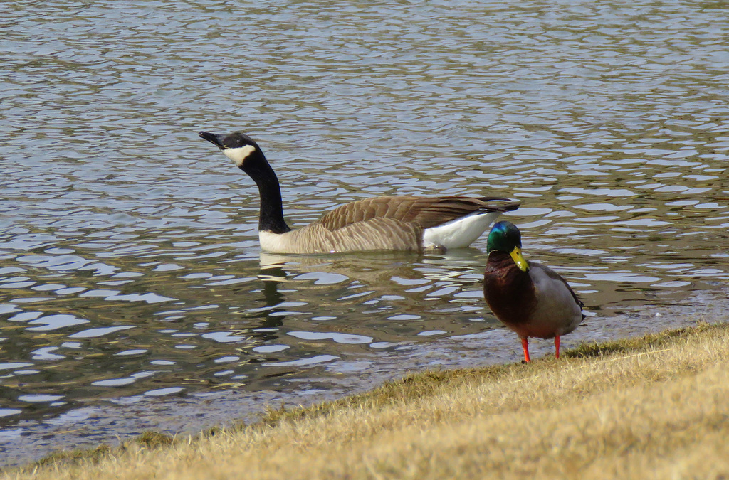 Sharing the pond