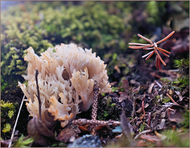 Coral fungus