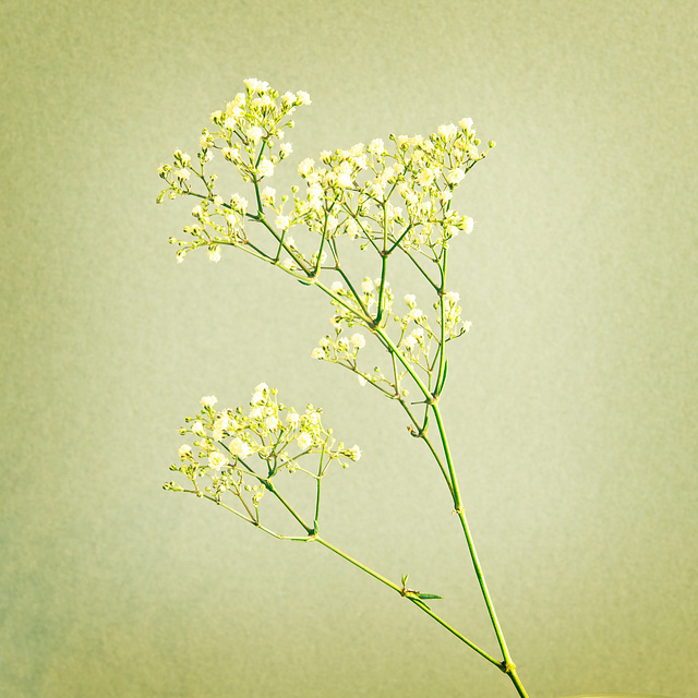 Gypsophila