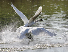 Wild gewordene Schwäne