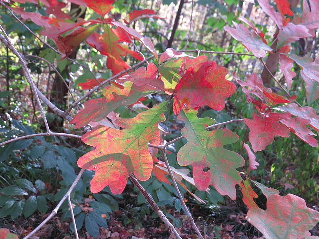 White oak leaves