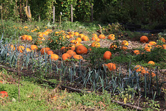 Pumpkin Patch